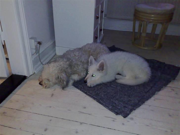 Hvid Schweizisk Hyrdehund Kenzo - Jeg får mig lige en morfar med min reservemor billede 4