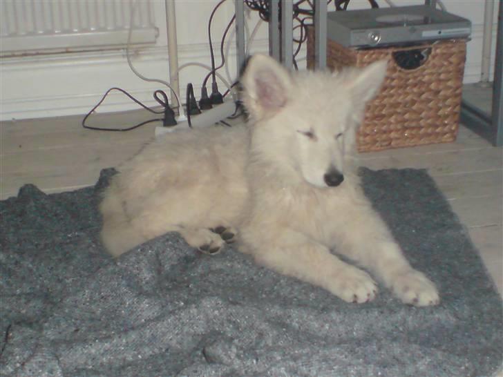 Hvid Schweizisk Hyrdehund Kenzo - Jeg har været ude og lege hele dagen, jeg er så træt!!! zZzZzZ billede 5