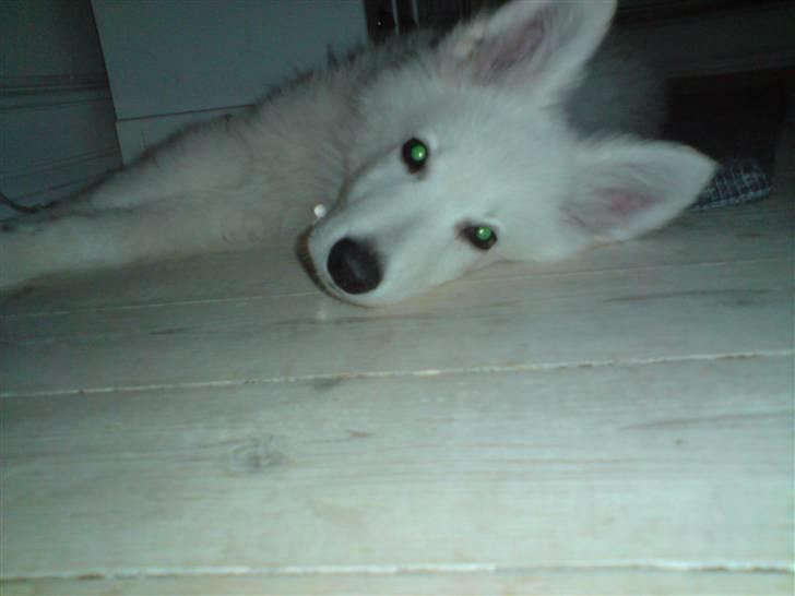 Hvid Schweizisk Hyrdehund Kenzo - Er jeg ikk bare sød? billede 6