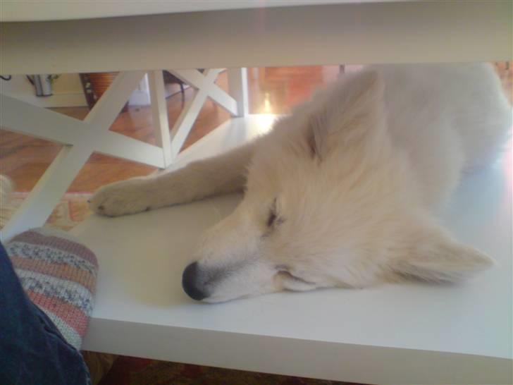 Hvid Schweizisk Hyrdehund Kenzo - Her sover jeg så igen, Inde under/i svigermors sofabord. billede 7