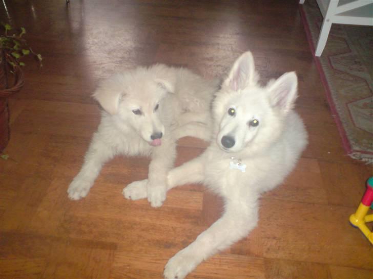 Hvid Schweizisk Hyrdehund Kenzo - Mig og min bror billede 8