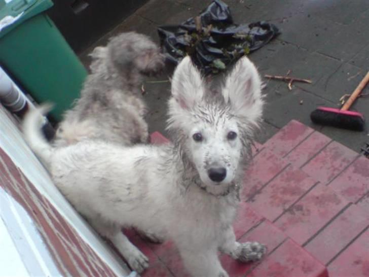 Hvid Schweizisk Hyrdehund Kenzo - Vi gravede og gravede, men fandt ikk kineserne, men bare rolig, vi prøver igen i morgen!!! billede 9