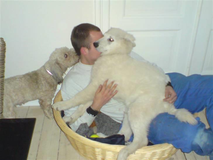 Hvid Schweizisk Hyrdehund Kenzo - Far lånte min kurv, men det bliver ikk med min gode vilje... billede 10