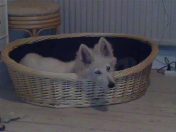 Hvid Schweizisk Hyrdehund Kenzo billede 11