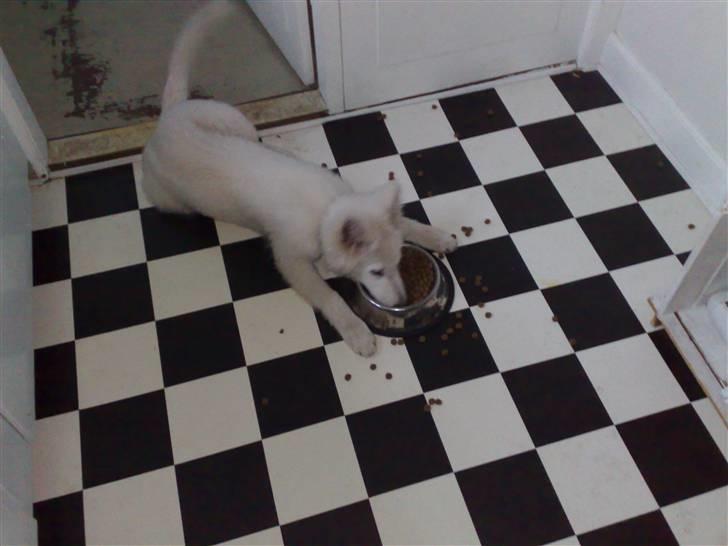 Hvid Schweizisk Hyrdehund Kenzo - Man er vel doven, her ligger vi altså ned og spiser... billede 12