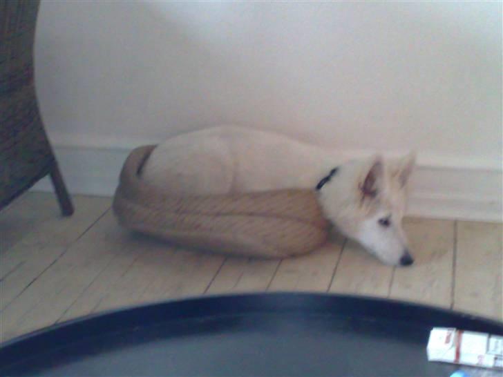 Hvid Schweizisk Hyrdehund Kenzo - Mellie tog min kurv, så stjæler jeg da bare hendes, selvom den nok er ved at være lidt for lille. billede 13