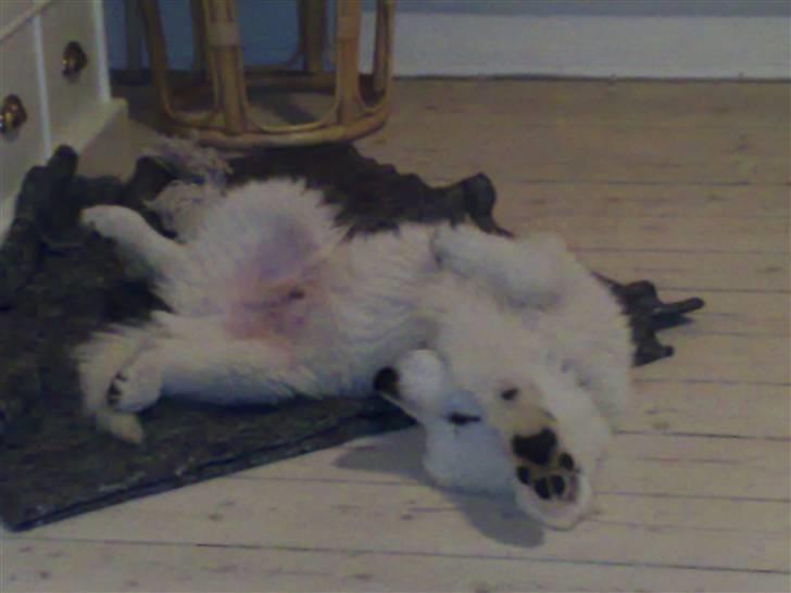 Hvid Schweizisk Hyrdehund Kenzo - Mine led fejler ihvertfald ikk noget, jeg kan sno mig som en anden regnorm. billede 14