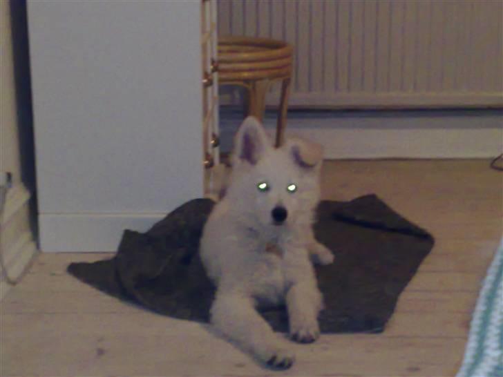 Hvid Schweizisk Hyrdehund Kenzo billede 15