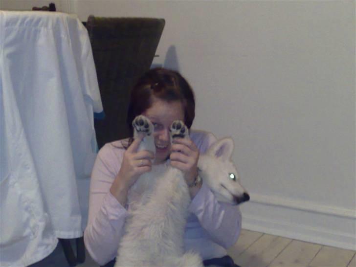 Hvid Schweizisk Hyrdehund Kenzo - Hi´ Five Mor billede 16