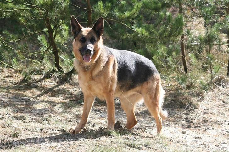 Schæferhund Felia R.I.P. - 2 april 2008 billede 15