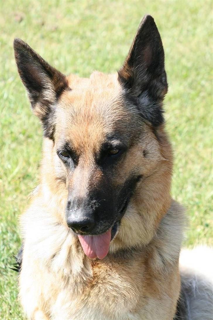 Schæferhund Felia R.I.P. billede 16