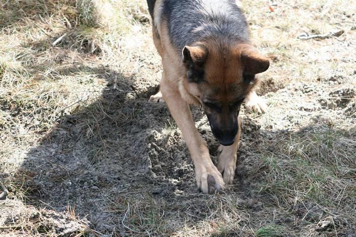 Schæferhund Felia R.I.P. billede 17