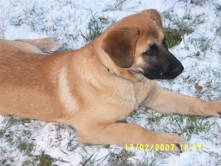 Kangal Macho billede 12