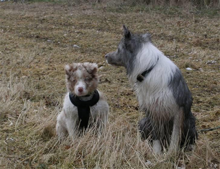 Border collie Gjerulff BS After Eight - Mig og ´storebror´ Zacho ved Nøddenæs billede 7