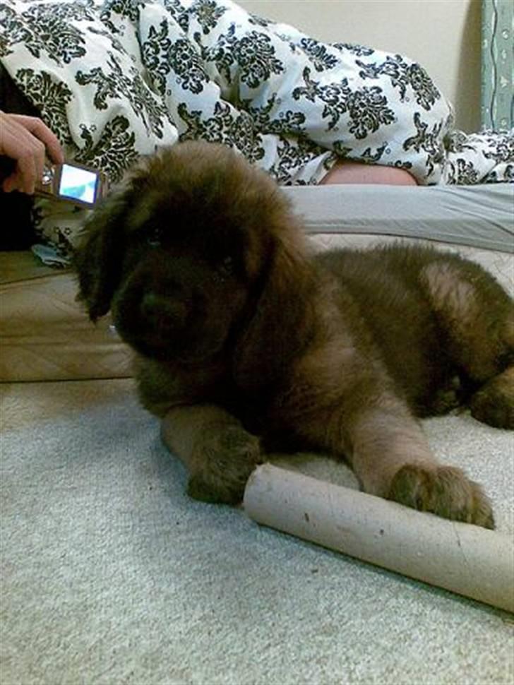 Leonberger Star Of Regulus Red Robin - 8 uger gammel og bare ikke til at modstå billede 2