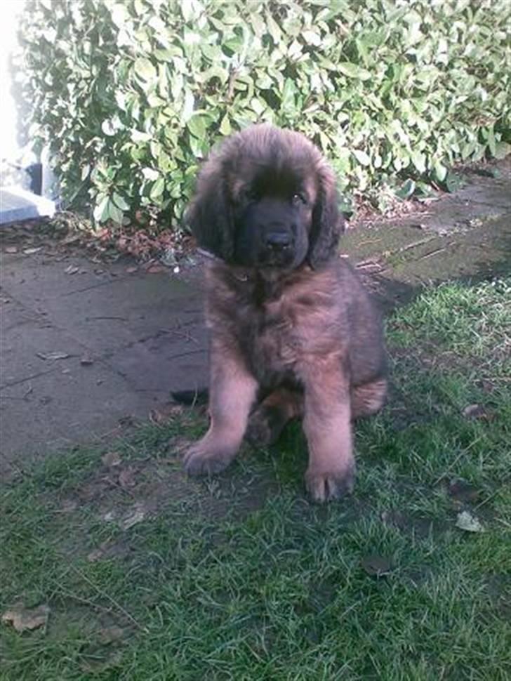 Leonberger Star Of Regulus Red Robin - Dagen efter vi hentede hende. billede 3