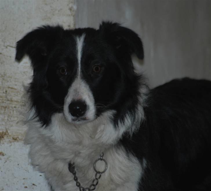 Border collie Mitzy billede 9