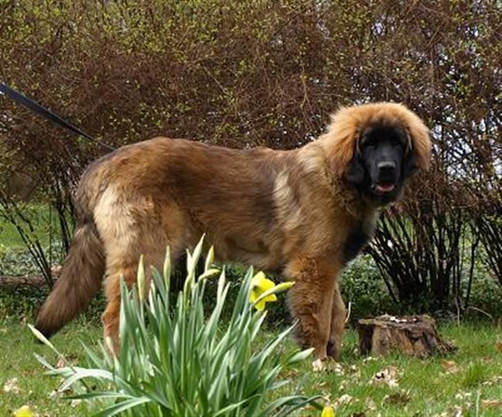 Leonberger Star Of Regulus Red Robin billede 4