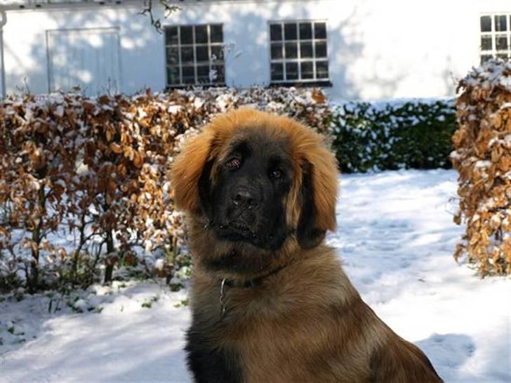Leonberger Star Of Regulus Red Robin billede 5