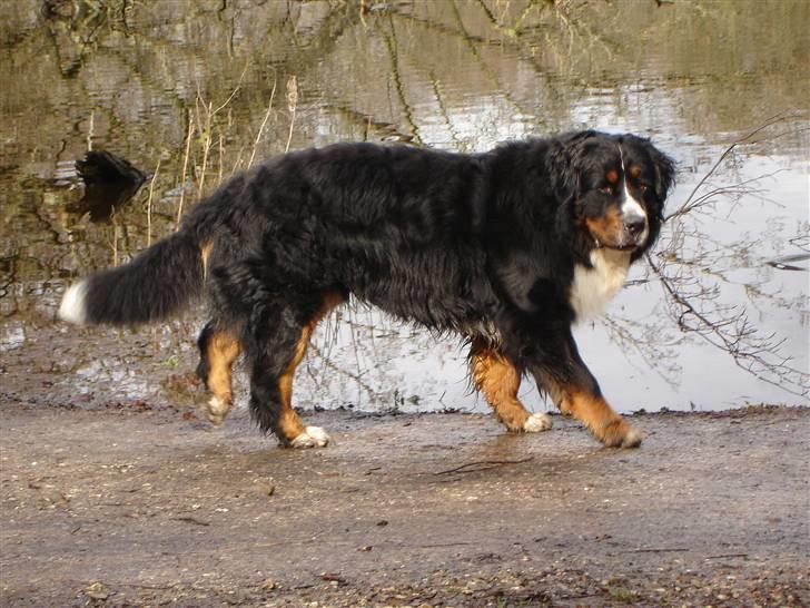 Berner sennenhund Balou - (død 2011) - Studentersøen siger du, jeg kan da ikke se nogen studenter..... billede 10