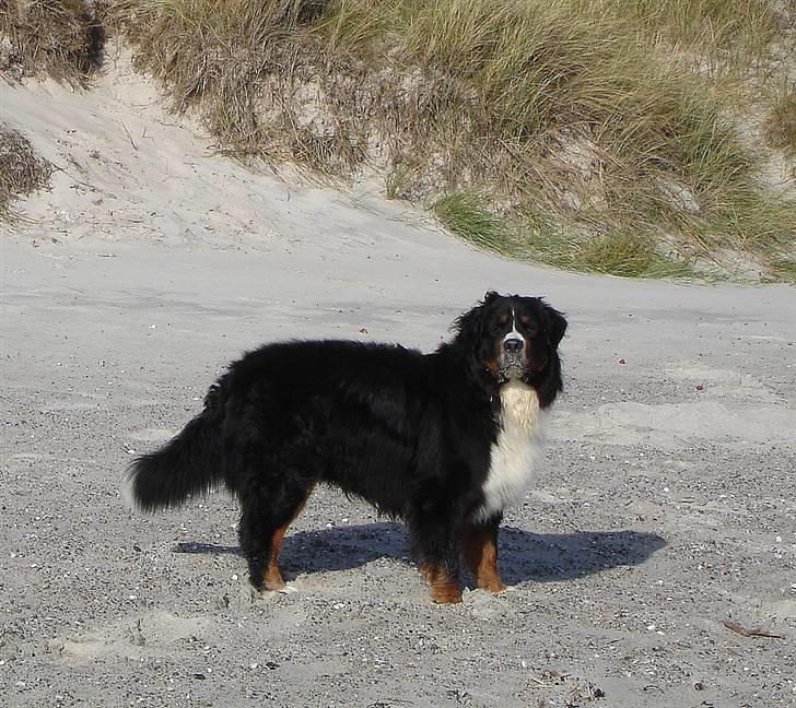 Berner sennenhund Balou - (død 2011) - Grenå strand oktober 08 billede 11