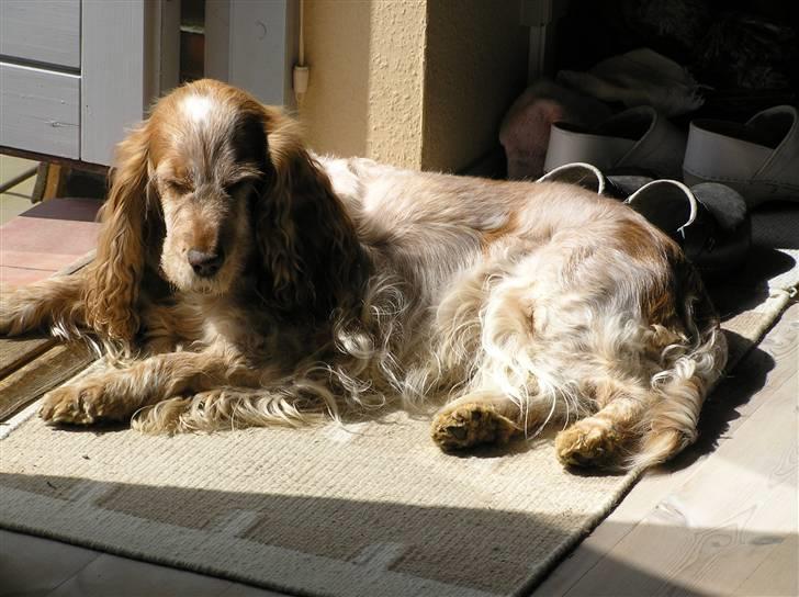 Cocker spaniel Line - Jeg elsker at ligge i solen billede 1