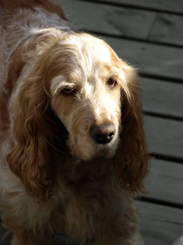 Cocker spaniel Line billede 2