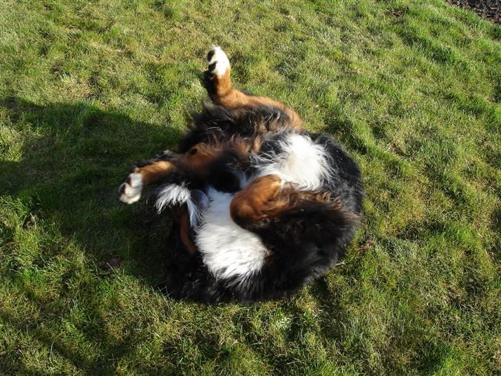 Berner sennenhund Balou - (død 2011) - Ingen skal komme og sige, at jeg ikke er smidig! Øh, hvordan kommer jeg op herfra..... billede 12