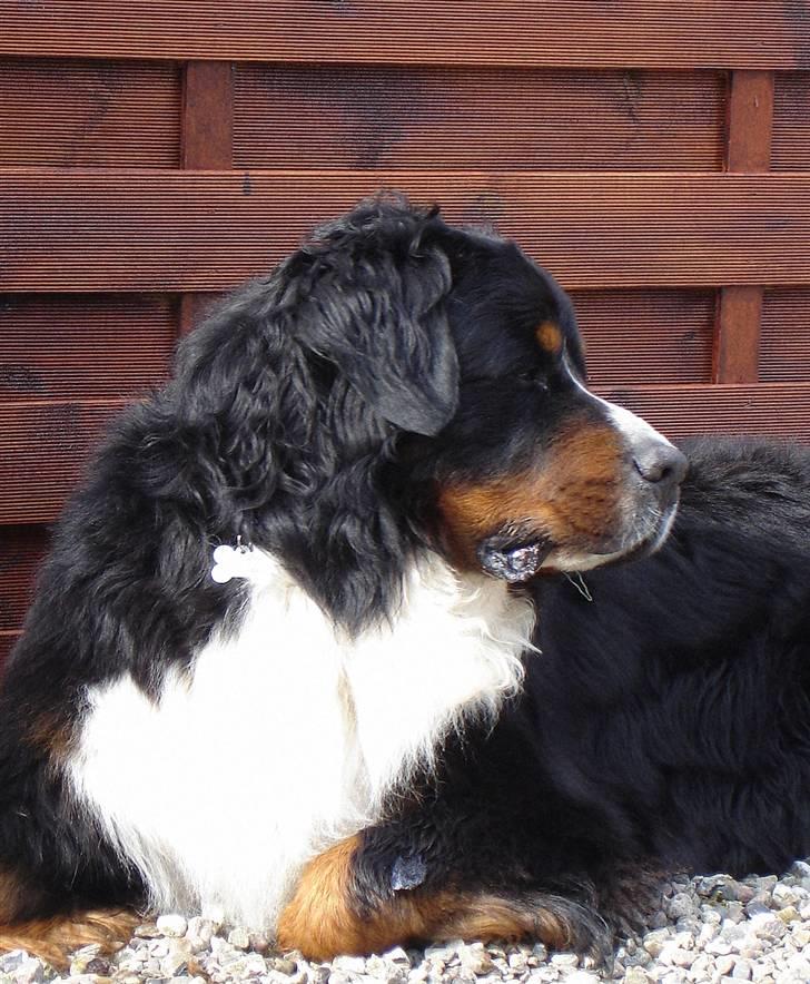 Berner sennenhund Balou - (død 2011) - Ligger lige her og overvåger det hele... billede 13