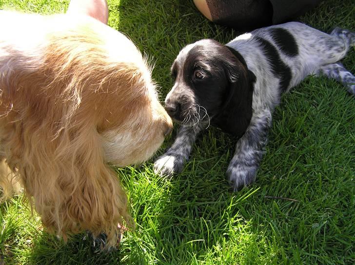 Cocker spaniel Line - Jeg har fået en lille legekammerat - hun hedder Chianti billede 4