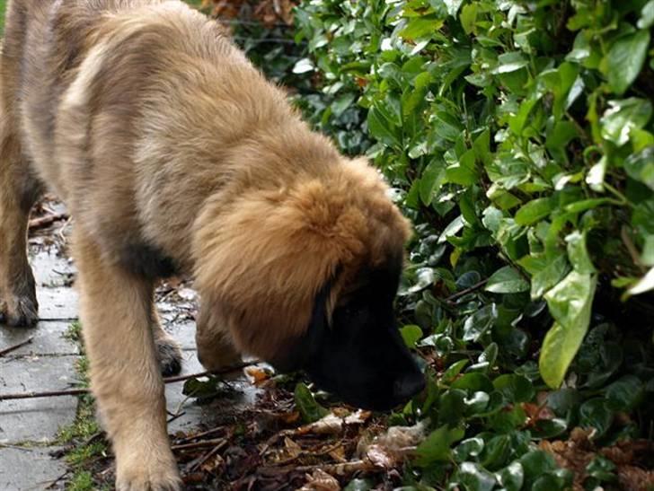 Leonberger Star Of Regulus Red Robin - Er der nogen der har set katten. Tror hun er derinde. billede 6
