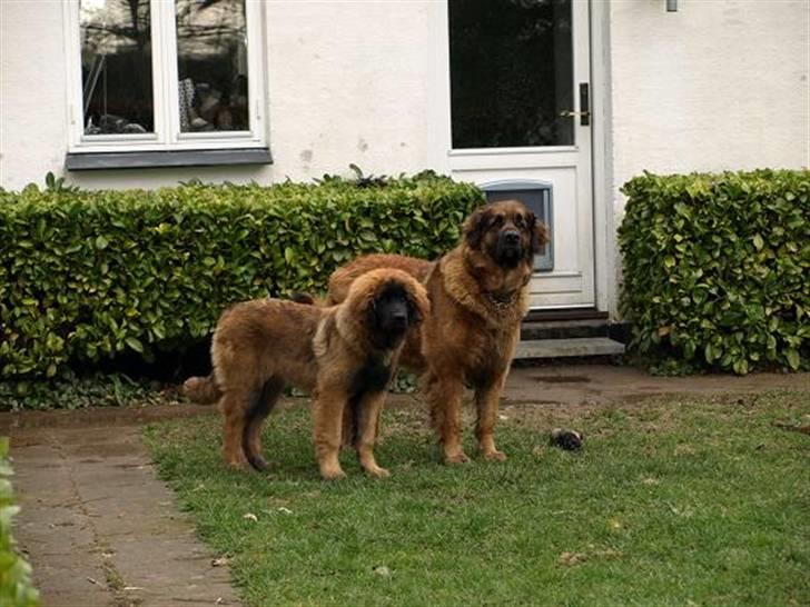 Leonberger Star Of Regulus Red Robin - Lucca og Tante Emma. billede 7