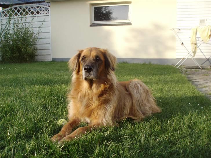 Blanding af racer Cindy R.I.P. <3 - R.I.P Cindy <3 billede 1