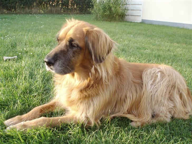 Blanding af racer Cindy R.I.P. <3 - R.I.P Cindy <3 billede 2