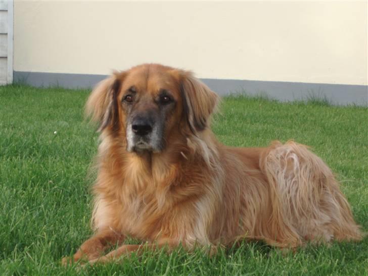 Blanding af racer Cindy R.I.P. <3 - R.I.P Cindy <3 billede 3