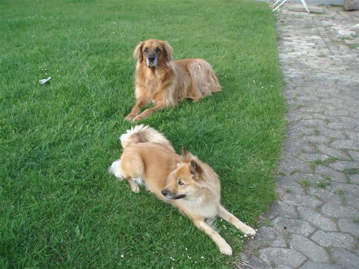 Blanding af racer Cindy R.I.P. <3 - <3 billede 4