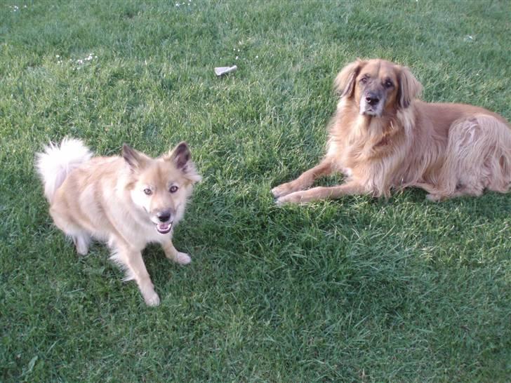 Blanding af racer Cindy R.I.P. <3 - Mine 2 elskede hunde <3 billede 5