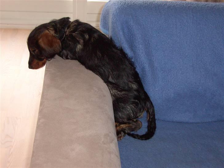 Gravhund Mille - Hvis man er træt, kan man sove hvor som helst!! billede 7