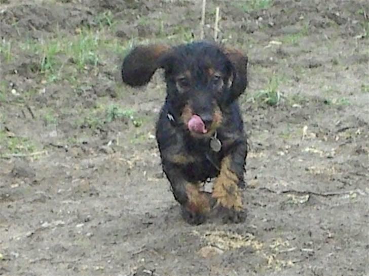 Gravhund Mille - Juhuuuu! billede 8