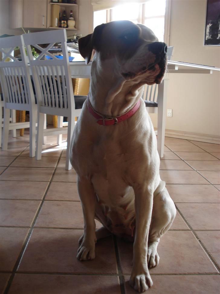 Amerikansk bulldog Chanell billede 13