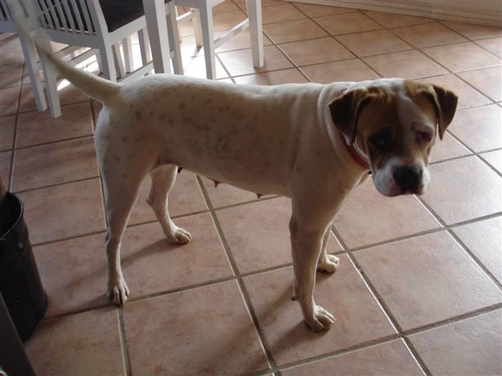 Amerikansk bulldog Chanell - 01.04.08 nyt billede 14