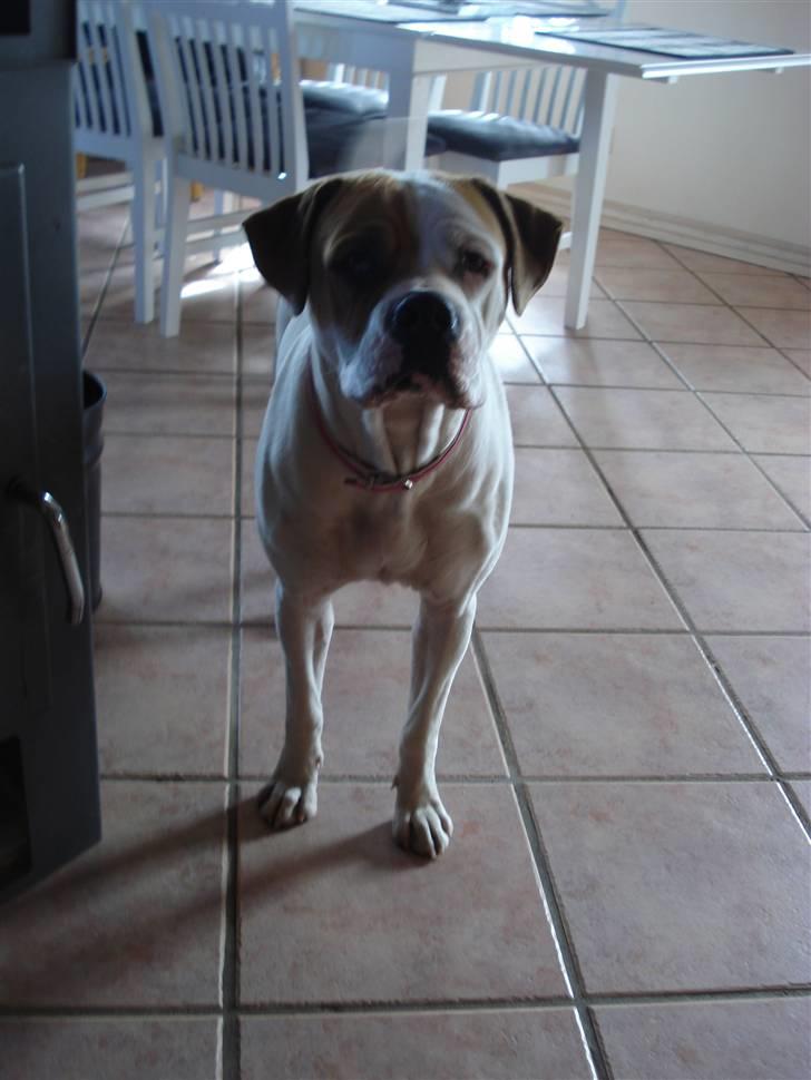 Amerikansk bulldog Chanell billede 15