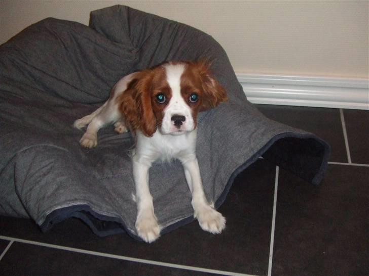 Cavalier king charles spaniel tuasiwa´s henry ford  billede 8