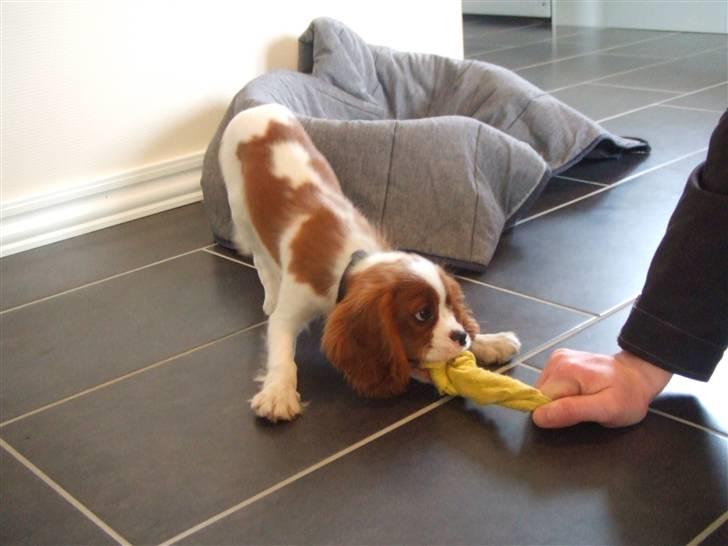 Cavalier king charles spaniel tuasiwa´s henry ford  billede 9