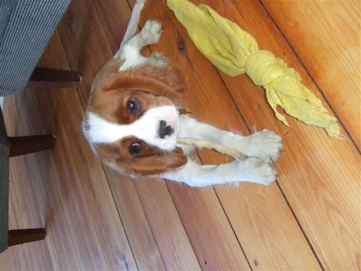 Cavalier king charles spaniel tuasiwa´s henry ford  billede 10
