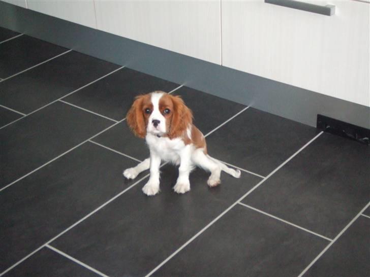 Cavalier king charles spaniel tuasiwa´s henry ford  billede 11
