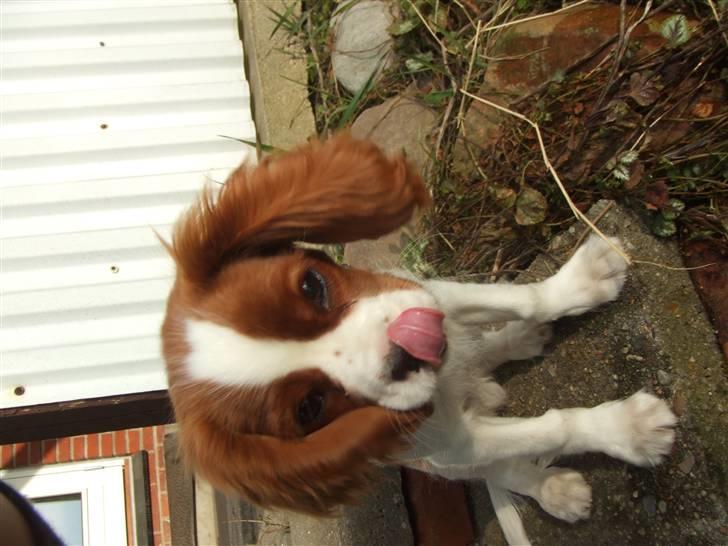 Cavalier king charles spaniel tuasiwa´s henry ford  billede 12