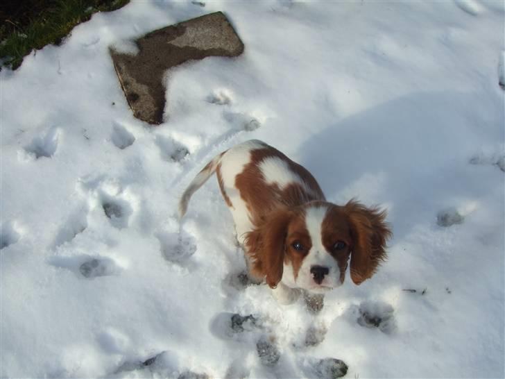 Cavalier king charles spaniel tuasiwa´s henry ford  billede 13