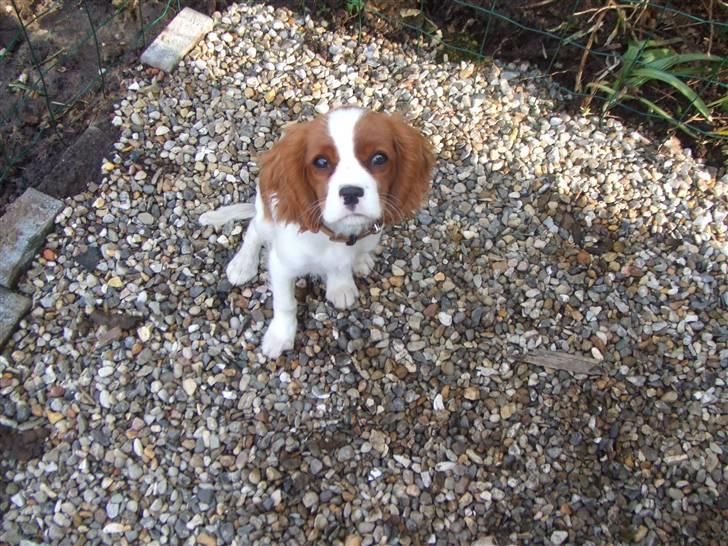 Cavalier king charles spaniel tuasiwa´s henry ford  billede 14