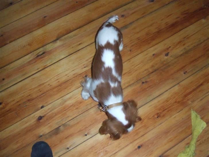 Cavalier king charles spaniel tuasiwa´s henry ford  billede 15
